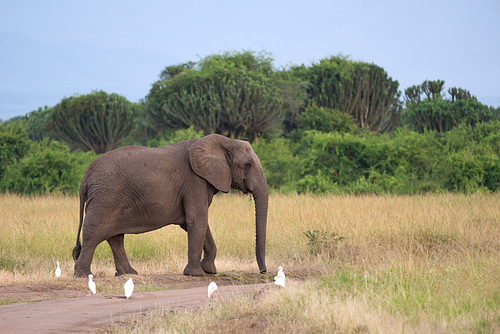 African elephant (Loxodonta africana), Queen Elizabeth National Park, Uganda