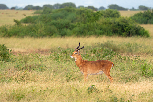 Uganda Kob (Kobus thomasi), National Parks of Uganda