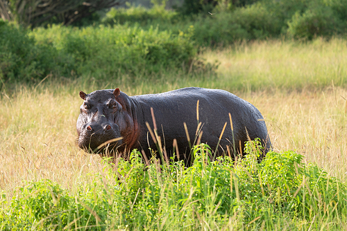 Hippo (Hippopotamus amphibius), Queen Elizabeth National Park, Uganda