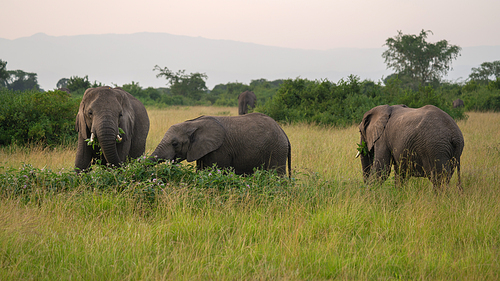 African elephant (Loxodonta africana), Queen Elizabeth National Park, Uganda