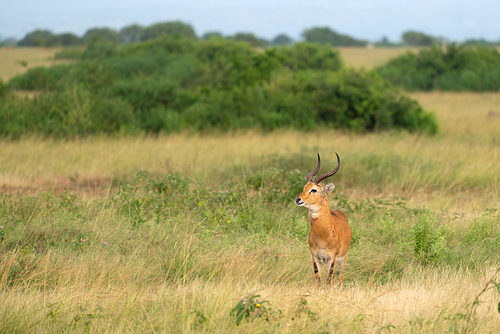 Uganda Kob (Kobus thomasi), National Parks of Uganda