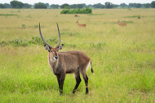 Defassa Waterbuck (Kobus defassa), National Parks of Uganda