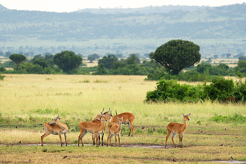 Uganda Kob (Kobus thomasi), National Parks of Uganda