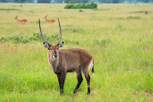 Defassa Waterbuck (Kobus defassa), National Parks of Uganda