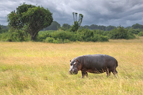 Hippo (Hippopotamus amphibius) outside the pool, Queen Elizabeth National Park, Uganda