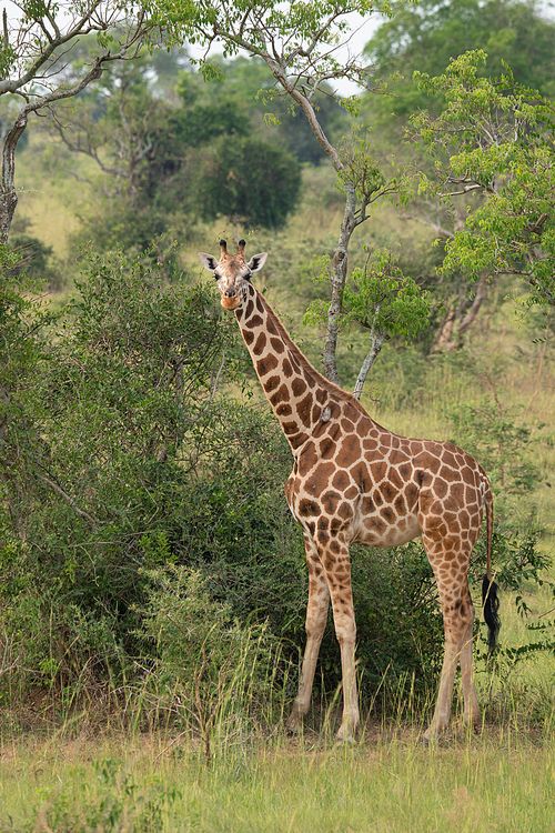 Baringo Giraffe (Giraffa camelopardalis), Murchison Falls National Park, Uganda