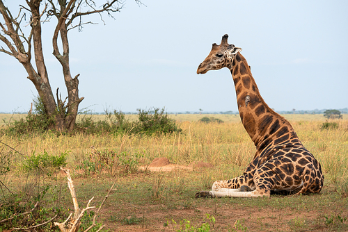 Baringo Giraffe (Giraffa camelopardalis), Murchison Falls National Park, Uganda