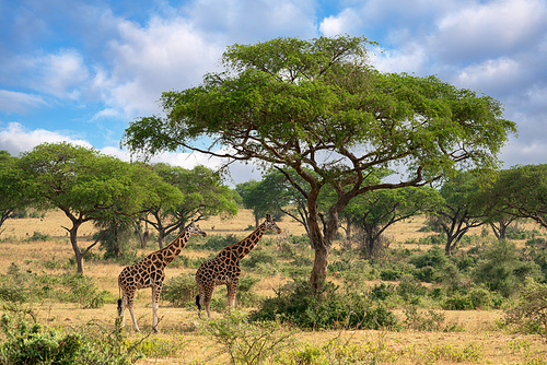 Baringo Giraffe (Giraffa camelopardalis), Murchison Falls National Park, Uganda