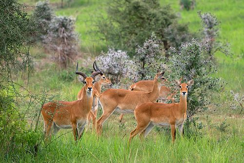 Uganda Kob (Kobus thomasi), National Parks of Uganda