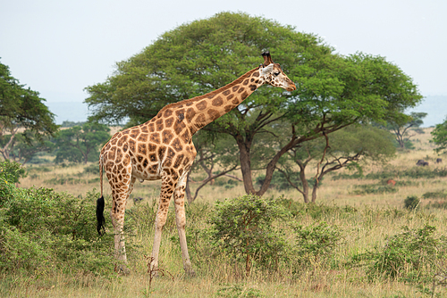 Baringo Giraffe (Giraffa camelopardalis), Murchison Falls National Park, Uganda