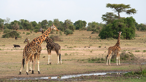 Baringo Giraffe (Giraffa camelopardalis), Murchison Falls National Park, Uganda