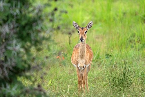 Oribi (Ourebia Ourebi), Murchison Falls National Park, Uganda