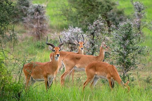 Uganda Kob (Kobus thomasi), National Parks of Uganda