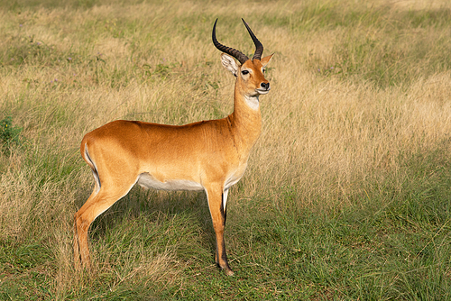 Uganda Kob (Kobus thomasi), Queen Elizabeth National Park, Uganda