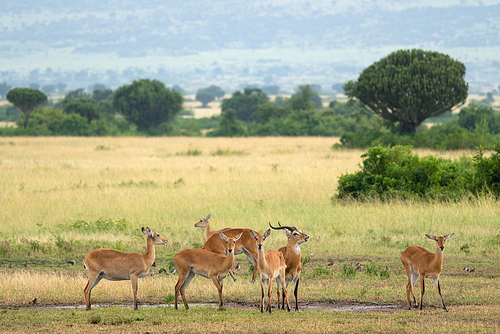 Uganda Kob (Kobus thomasi), National Parks of Uganda