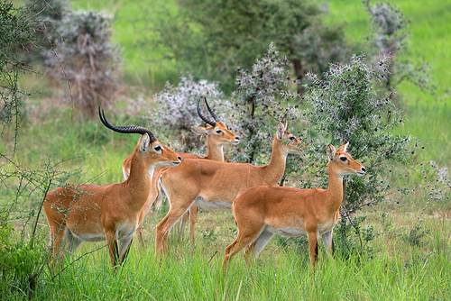 Uganda Kob (Kobus thomasi), National Parks of Uganda