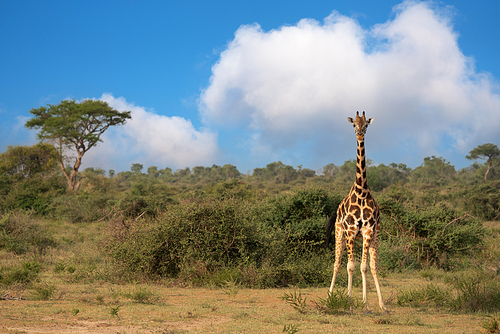 Baringo Giraffe (Giraffa camelopardalis), Murchison Falls National Park, Uganda