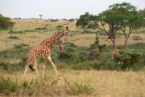 Baringo Giraffe (Giraffa camelopardalis), Murchison Falls National Park, Uganda