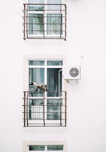 Siamese cat walking on the balcony of an apartment building outdoor.