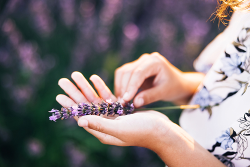 Woman's hands holding a small lavander bouquet. Girl with a bouquet on a lavender field. Lavender bushes closeup on sunset. Sunset gleam over purple flowers of lavender. Provence region of france.