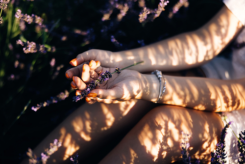 Woman's hand touching lavender. Lavender in the hands with a nice manicure. Lavender in female hands. female hands with lavender