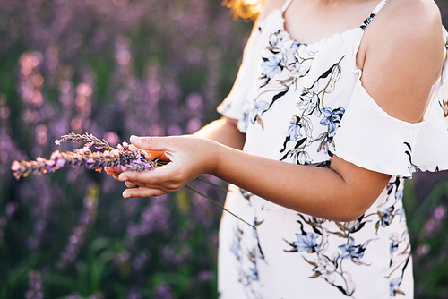 Little child harvesting lavender. Just hand. Woman's hands holding a small lavander bouquet. Kid hands touching lavender, feeling nature. Baby playing on a lavender meadow field background.