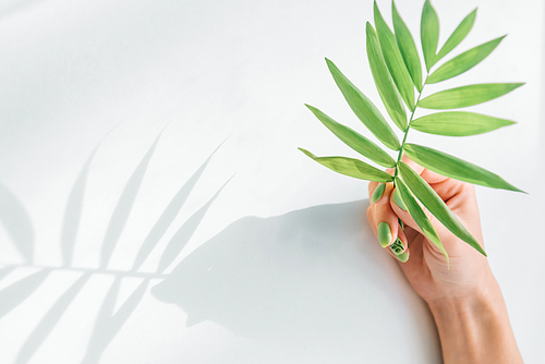 Woman’s hand with beautiful trendy summer green manicure holding palm plant leaf. Shadow on a white background.