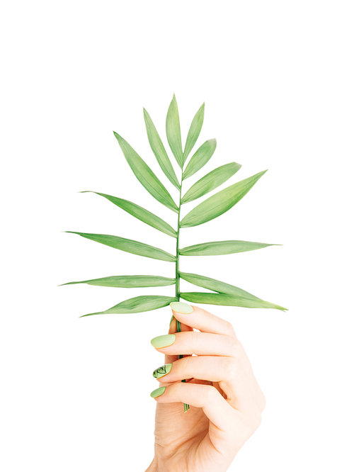 Female hand with beautiful green manicure holding palm plant leaf on a white background.