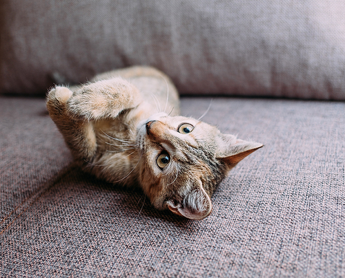 Cute kitten of ginger color lying on sofa.