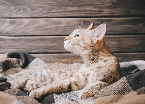 Cute tabby cat of ginger color resting on soft plaid.