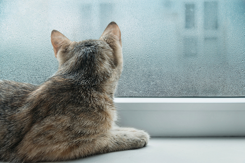 Curious cute cat lying on the windowsill indoor and looking to a window in rainy weather. Water drops on glass.