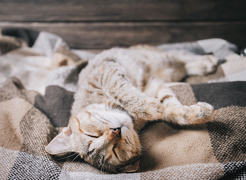 Cute domestic tabby cat of ginger color sleeping on soft plaid on his back with paws up.
