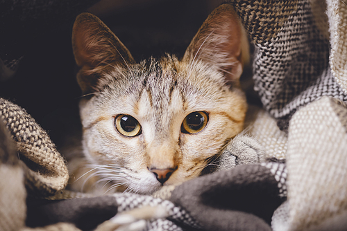 Portrait of cute domestic tabby cat with big eyes lying on plaid, .