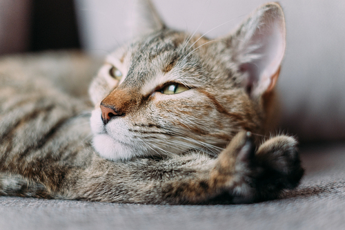 Funny tabby cat with green eyes of ginger color lying on his paw with pensive emotions.