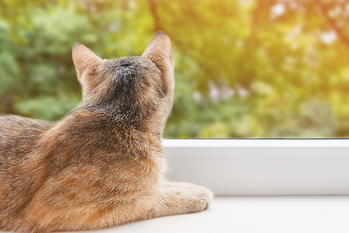 Curious cute cat of ginger color lying on the windowsill and looking at green trees outside the window in summer.