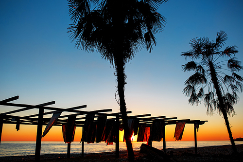 Silhouettes of palm trees by the sea on a sunset background. Beach of Abkhazia