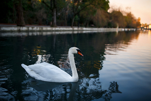 Beautiful and graceful white swan on a pond. Evening warm time sunset. Mirror reflection in water.