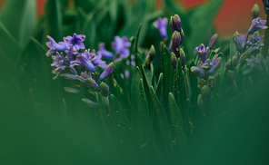 Blooming blue hyacinth in the garden on a summer sunny afternoon, selective focus