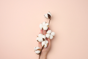 female hand holding a twig with cotton flowers on a beige background, close up