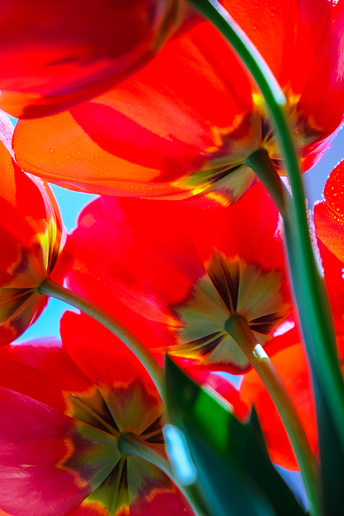 Red tulip flowers in the garden. Beautiful tulips during the flowering period. Hybrid variety. Selective focus. Natural spring background. Postcard Greeting card for holiday