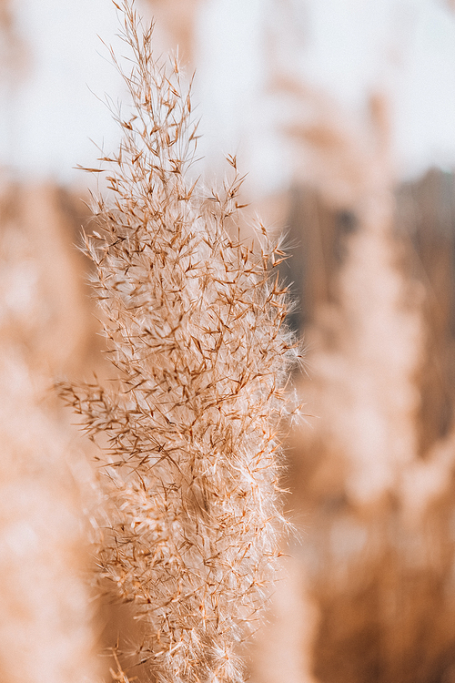 Pampas grass. Dry beige reed. Abstract natural background. Pastel neutral colors. Earth tones. Beautiful nature trend decor. Minimalistic neutral concept.