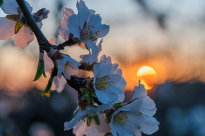 Almond flower close-up. Almonds bloom in early spring. Blooming trees in the sunset light. Soft focus.