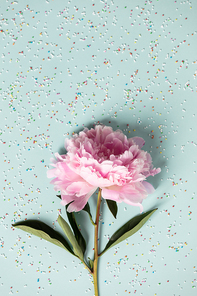 Flat-lay of Beautiful peony flower and sprinkles over pastel blue background, top view, summer floral concept.