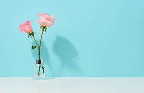 two pink roses in a glass vase on a blue background, copy space
