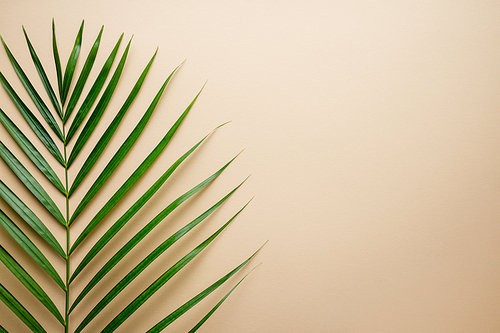 Tropical palm leaves on color background. Summer concept. Flat lay, top view, copy space