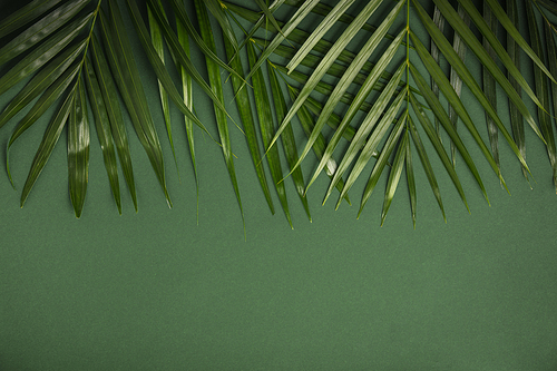 Tropical palm leaves on green background. Summer concept. Flat lay, top view, copy space
