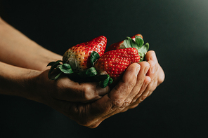 Old woman hands grabbing a bunch of super red strawberries over a black background