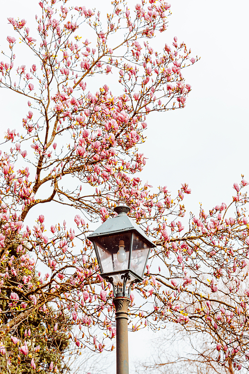 Background of tree with blooming flowers during the spring with a bright sky and a street candle