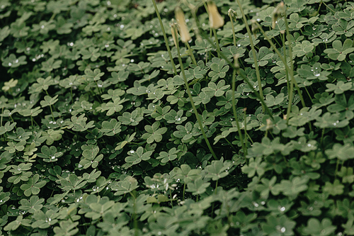A background of a group of green flowers with water drops and strong shadows during spring
