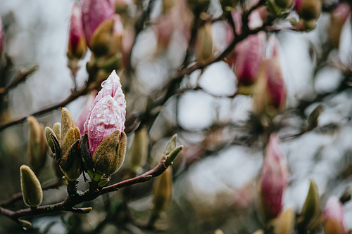 A blooming pink flower in a tree during the spring with copy space and colorful tones
